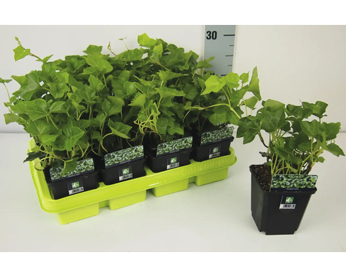 Plante de iederă în ghivece pe un palet