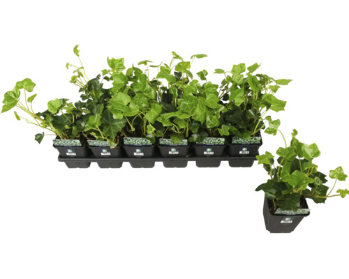 Plante de iederă în ghivece pe o tavă