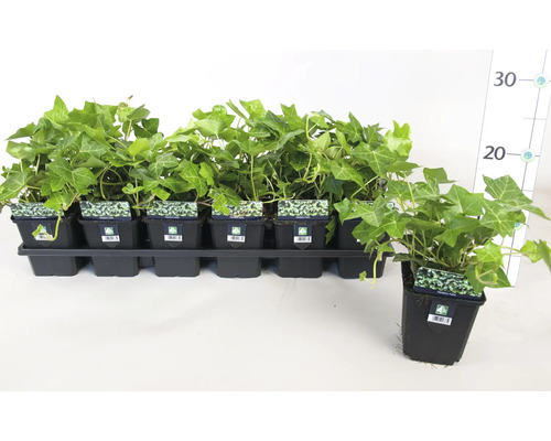 Plante de iederă în ghivece negre