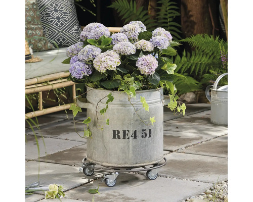 Hortensie într-un ghiveci galvanizat pe o placă cu rotile în grădină.