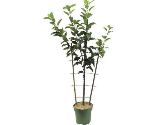 Măr în ghiveci cu structură de susținere