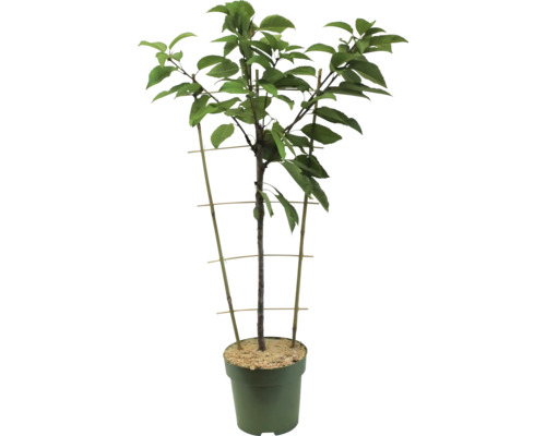 Cireș în ghiveci cu grilaj de susținere