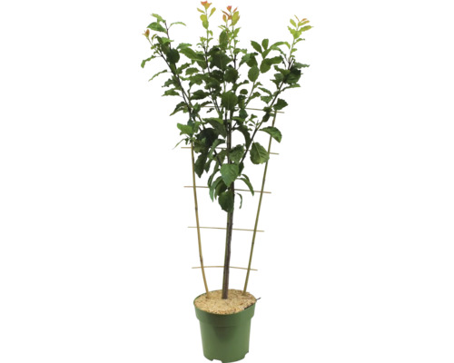 Pom fructifer în ghiveci cu suport de creștere