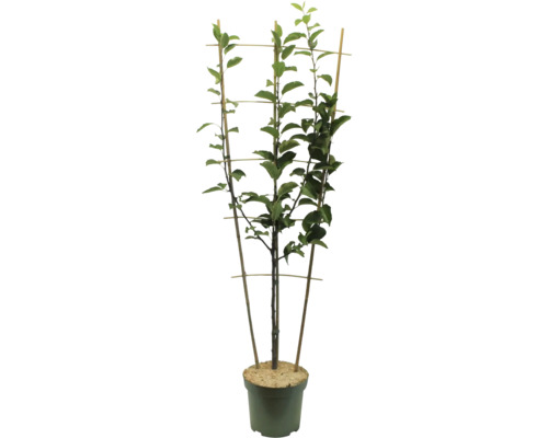 Copac în ghiveci cu suport de cățărare