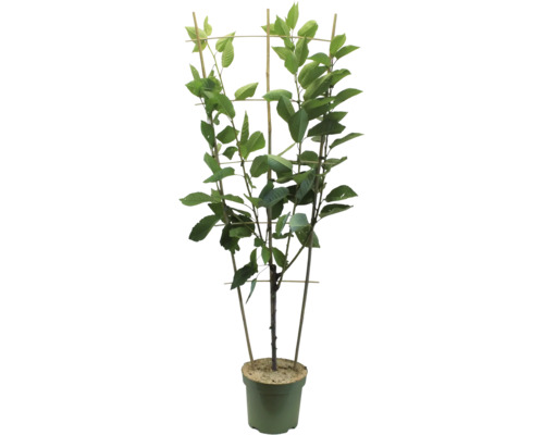 Plantă în ghiveci cu suport de creștere