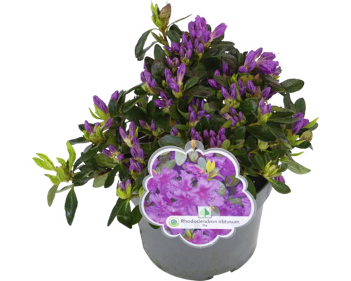 Azalee/Rododendron FloraSelf Rhododendron obtusum H 25-30 cm Co 3 L lila