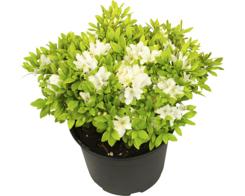 Azalee la ghiveci cu flori albe și frunze verzi