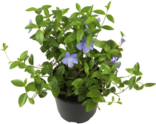 Pervincă în ghiveci