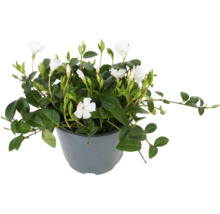 Floare periwinkle cu frunze verzi și flori albe într-un ghiveci