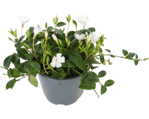 Floare periwinkle cu frunze verzi și flori albe într-un ghiveci