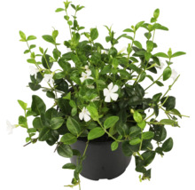Pervincă plantă în ghiveci cu flori albe