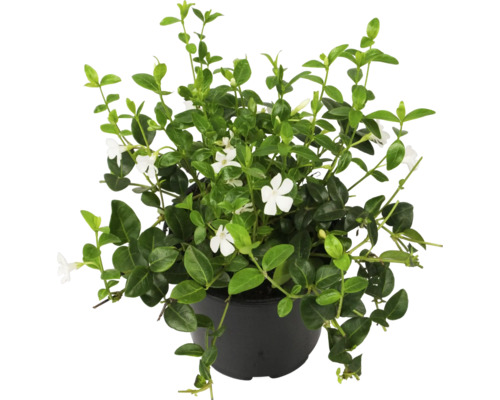 Pervincă plantă în ghiveci cu flori albe