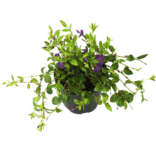 Floare brebenei în ghiveci cu flori violet