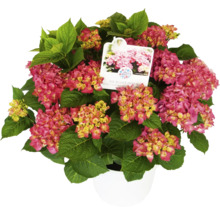 Hortensie sferică în ghiveci cu flori roz și frunze verzi