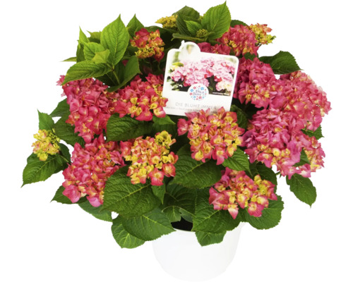 Hortensie sferică în ghiveci cu flori roz și frunze verzi