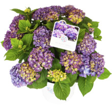 Hortensie violetă înflorită în ghiveci cu etichetă de plantă
