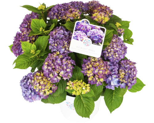 Hortensie violetă înflorită în ghiveci cu etichetă de plantă