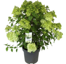 Hortensie paniculata ''Panenka'' în ghiveci