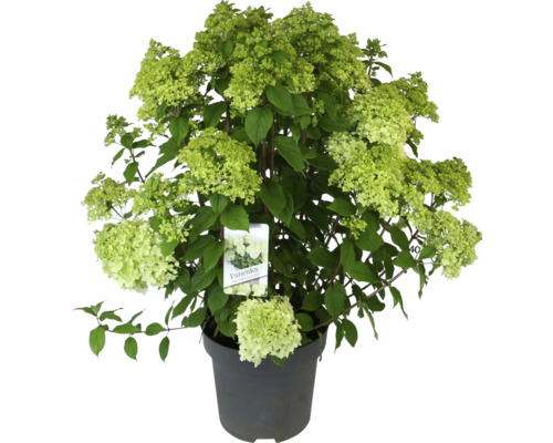Hortensie paniculata ''Panenka'' în ghiveci