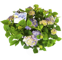 Plantă de hortensie cu flori albastre-galbene și frunze verzi în ghiveci
