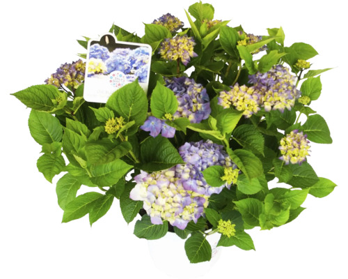 Plantă de hortensie cu flori albastre-galbene și frunze verzi în ghiveci