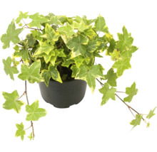 Plantă de iederă în ghiveci