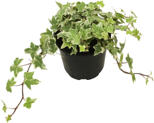Iederă galben-verde FloraSelf Hedera helix 'Kolibri' | HORNBACH