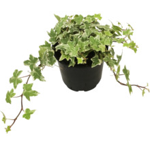Plantă de iederă în ghiveci