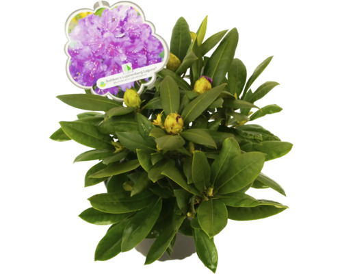 Rhododendron Bohiken''s Lupinenberg Laguna în ghiveci