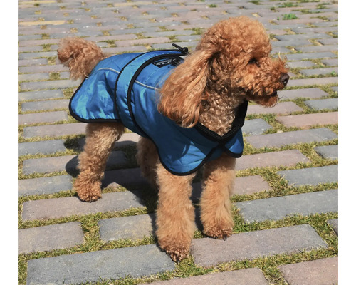 Pudel poartă o haină albastră de câine pentru exterior.