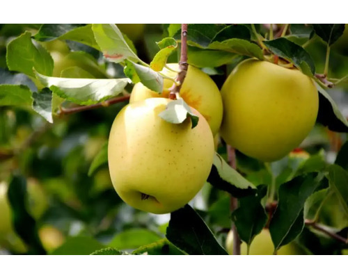 Pom fructifer măr Malus domestica Golden Delicious H 150 cm