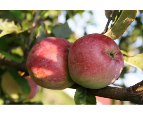 Pom fructifer măr Malus domestica Florina H 150 cm