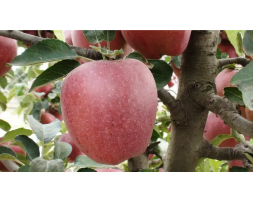 Pom fructifer măr Malus domestica Starkrimson Delicious H 150 cm