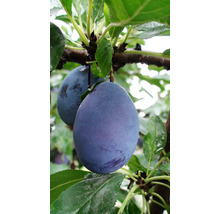 Prune pe pom cu frunze