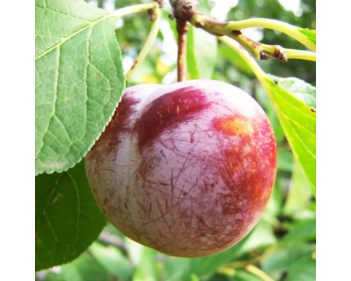 Pom fructifer prun Prunus domestica Sermina H 150 cm