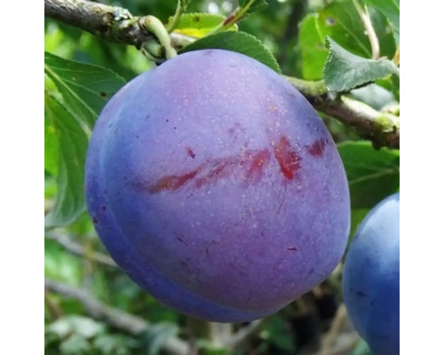 Pom fructifer prun Prunus domestica Anna Spath H 150 cm