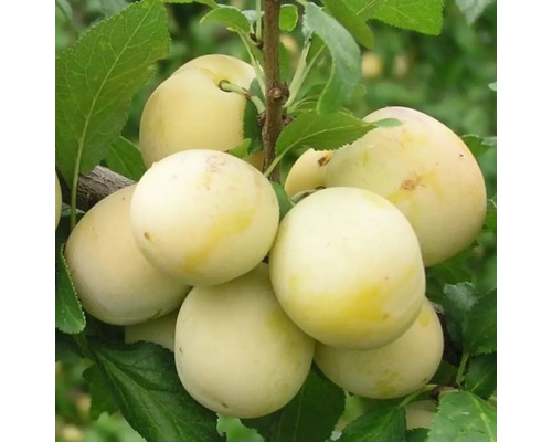 Pom fructifer prun Prunus domestica Bianca Di Milano H 150 cm