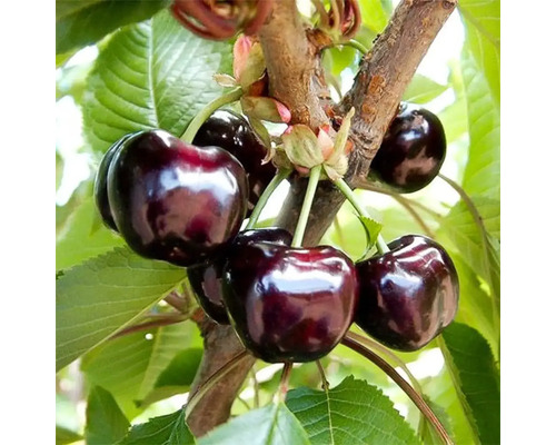 Pom fructifer cireș Cerasus avium Valerij Cskalov H 150 cm