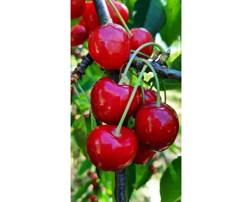 Pom fructifer cireș Cerasus avium Bing H 150 cm