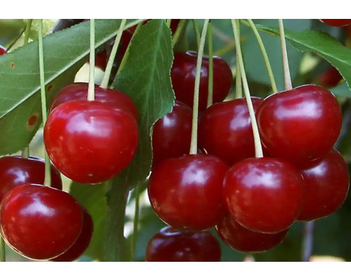 Pom fructifer vișin Cerasus vulgaris Productiv de Debrecen H 150 cm