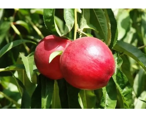 Pom fructifer nectarin Venus H 150 cm