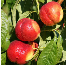 Nectarine în pom cu picături de apă