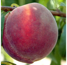 Fruct de piersică în copac