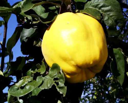 Pom fructifer gutui Cydonia oblonga Bereczki H 150 cm
