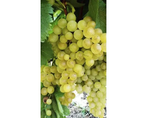Butaș Viță-de-Vie Muscat de Pölöskei alb H 40 cm Butaș Viță-de-Vie Muscat de Pölöskei alb H 40 cm