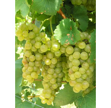 Prim-plan cu struguri pe viță de vie