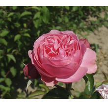 Prim-plan cu un singur trandafir roz