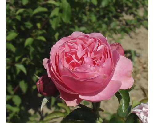 Butaș trandafir Floribunda Leonardo da Vinci H 40 cm