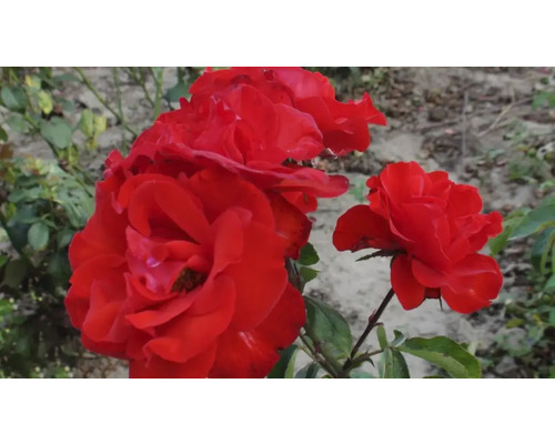 Butaș trandafir Floribunda Foc de tabără H 40 cm