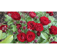 Arbust cu flori și boboci de trandafir roșii